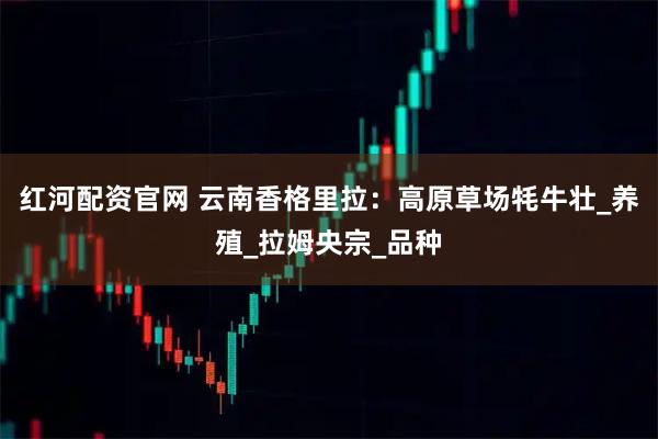 红河配资官网 云南香格里拉：高原草场牦牛壮_养殖_拉姆央宗_品种